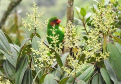 Chlorornis riefferii