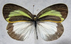 Eurema daira eugenia
