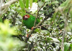 Chlorornis riefferii