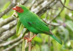 Chlorornis riefferii riefferii