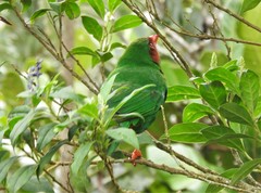 Chlorornis riefferii riefferii