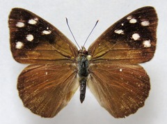 Eunica monima modesta