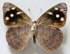 Eunica monima modesta