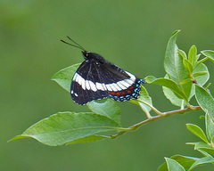 Limenitis arthemis rubrofasciata
