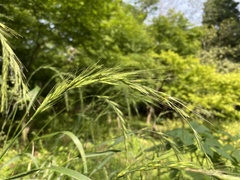 Elymus tsukushiensis