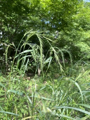 Elymus tsukushiensis