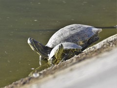 Trachemys venusta cataspila