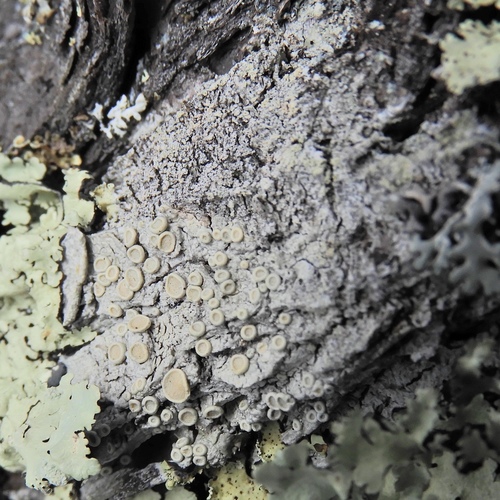 Ochrolechia pseudopallescens image