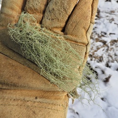 Usnea subgracilis