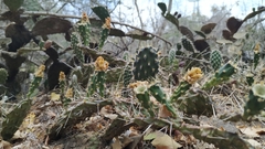 Opuntia decumbens