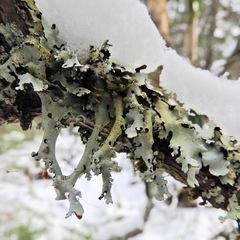 Hypotrachyna croceopustulata