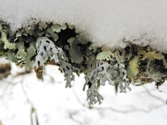 Hypotrachyna croceopustulata