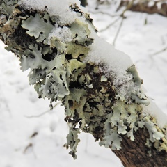 Hypotrachyna croceopustulata