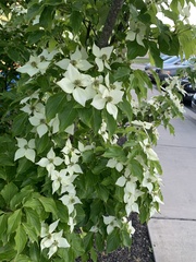Cornus kousa