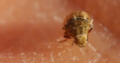 Trigonorhinus limbatus