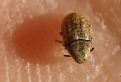 Trigonorhinus limbatus