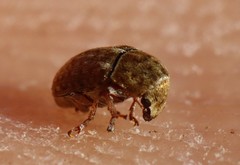 Trigonorhinus limbatus
