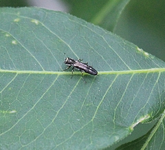 Agrilinae