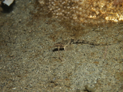 Odontopyxis trispinosa