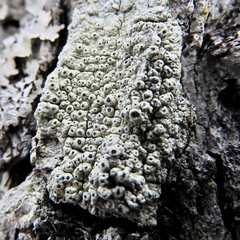 Pertusaria rubefacta