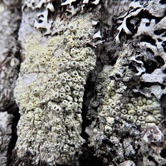 Pertusaria rubefacta