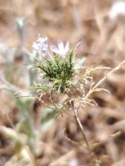Navarretia tagetina