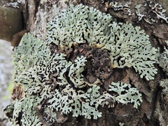 Menegazzia subsimilis