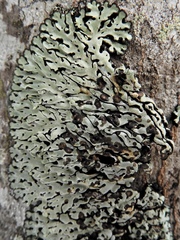 Menegazzia subsimilis