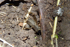 Miogryllus