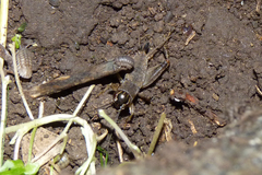 Miogryllus