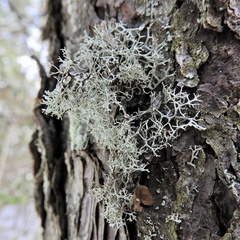 Pseudevernia cladonia