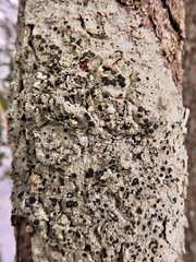 Mycoblastus sanguinarioides