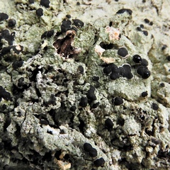 Mycoblastus sanguinarioides