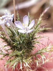 Navarretia tagetina