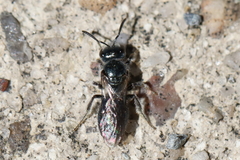 Lasioglossum coeruleum
