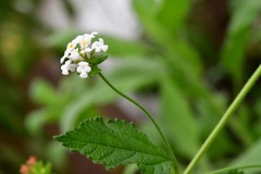 Lantana hispida