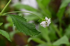 Lantana hispida