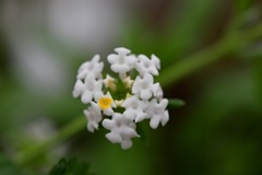 Lantana hispida
