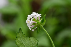 Lantana hispida