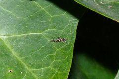 Synemosyna aurantiaca