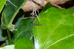 Synemosyna aurantiaca