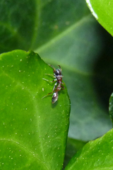 Synemosyna aurantiaca