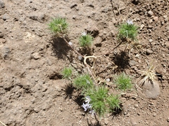 Navarretia tagetina