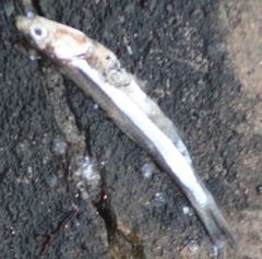 Anchoa hepsetus