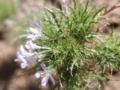 Navarretia tagetina