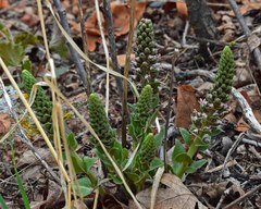 Veronica plantaginea