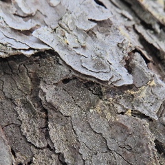 Chaenotheca ferruginea