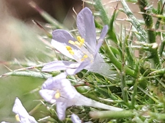 Navarretia tagetina