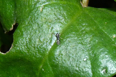 Sarindini