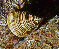 Calliostoma canaliculatum